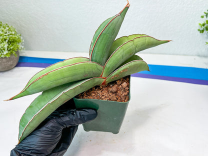 Sansevieria Banana (#1~2) | Bird Nest Plants | Rare Imported Plants