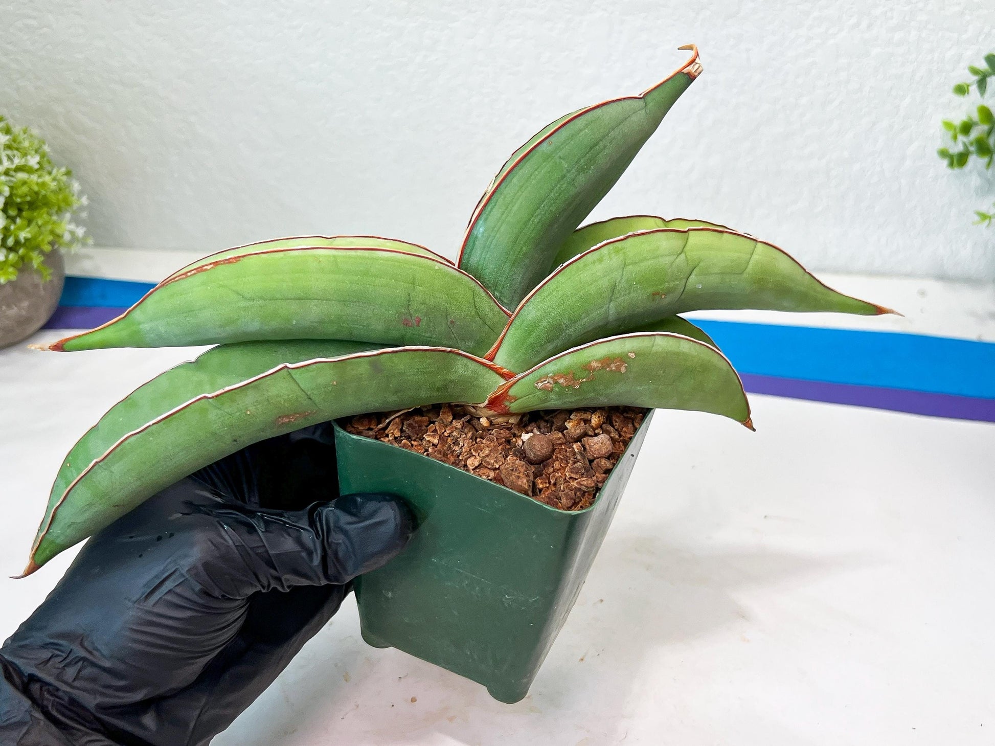 Sansevieria Banana (#1~2) | Bird Nest Plants | Rare Imported Plants