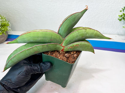 Sansevieria Banana (#1~2) | Bird Nest Plants | Rare Imported Plants