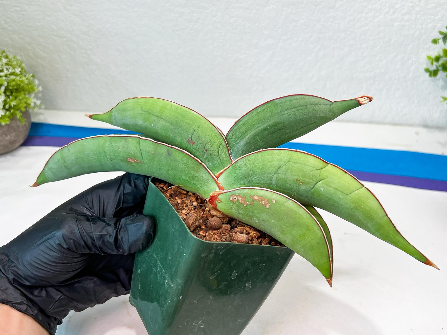 Sansevieria Banana (#1~2) | Bird Nest Plants | Rare Imported Plants