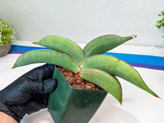 Sansevieria Banana (#1~2) | Bird Nest Plants | Rare Imported Plants