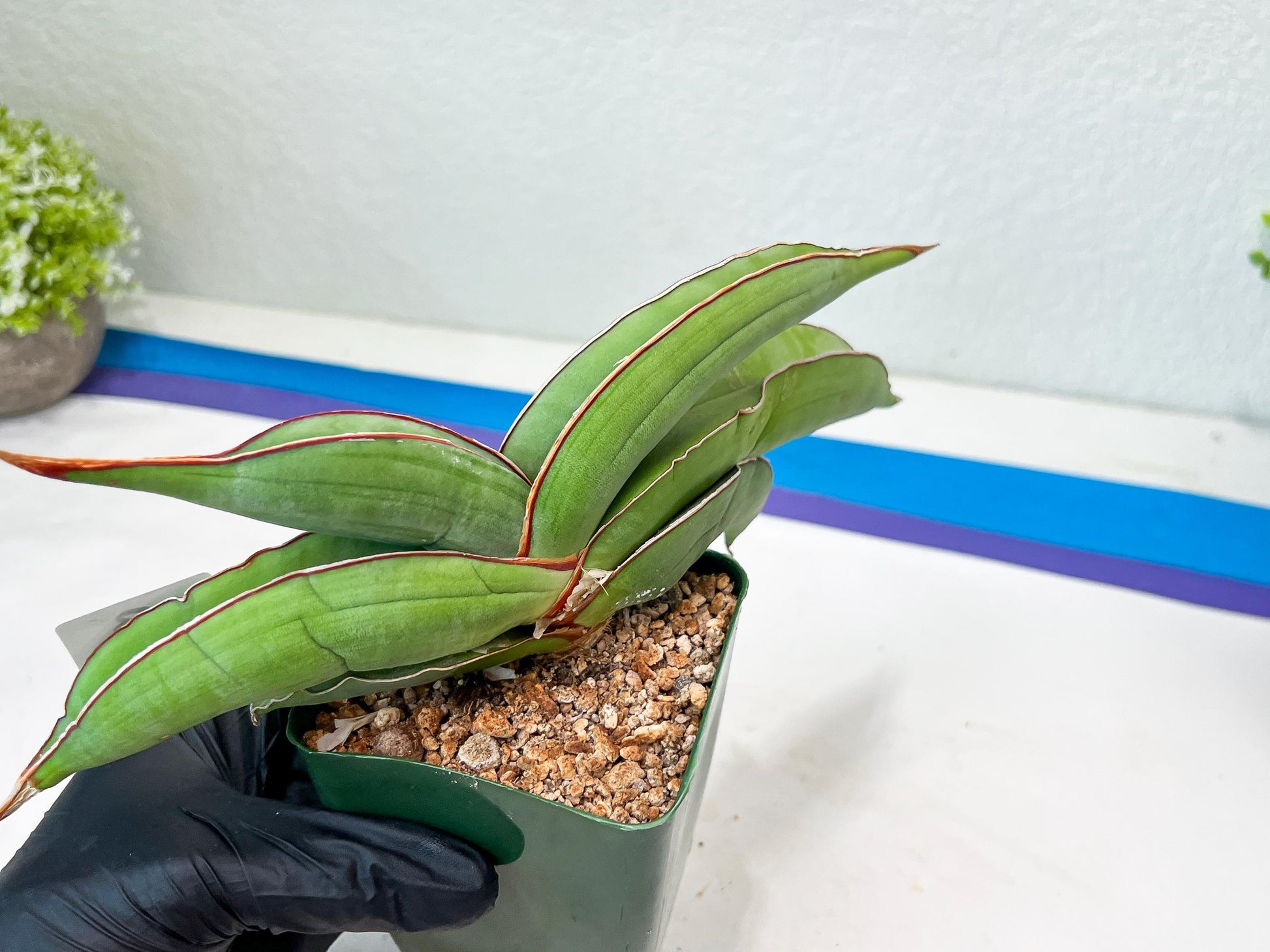 Sansevieria Banana (#3~5) | Bird Nest Plants | Rare Imported Plants