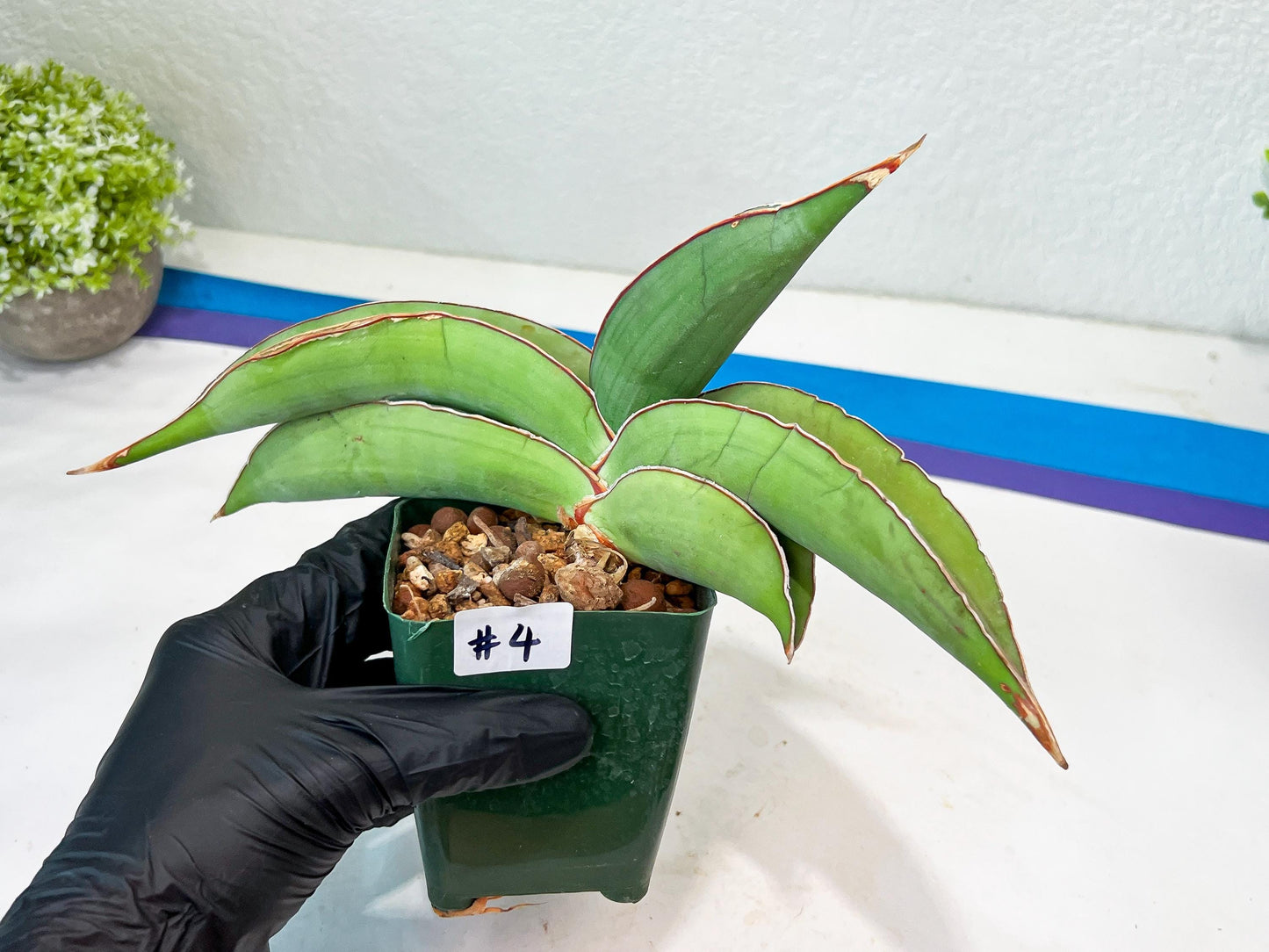 Sansevieria Banana (#4) | Bird Nest Plants | Rare Imported Plants