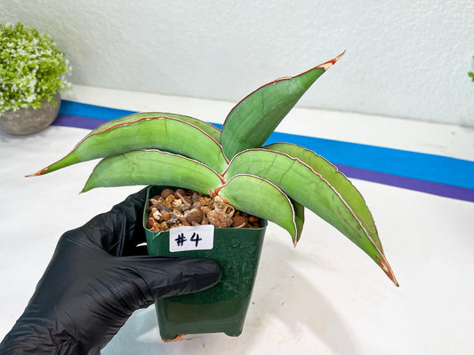 Sansevieria Banana (#4) | Bird Nest Plants | Rare Imported Plants