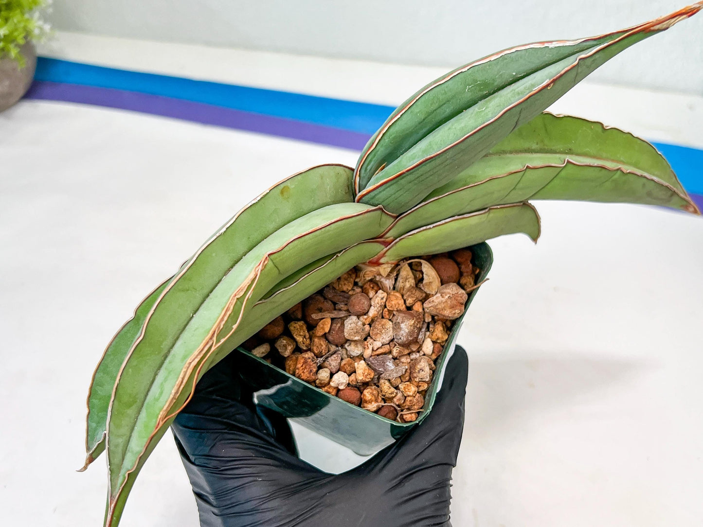 Sansevieria Banana (#4) | Bird Nest Plants | Rare Imported Plants