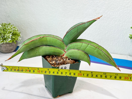 Sansevieria Banana (#4) | Bird Nest Plants | Rare Imported Plants