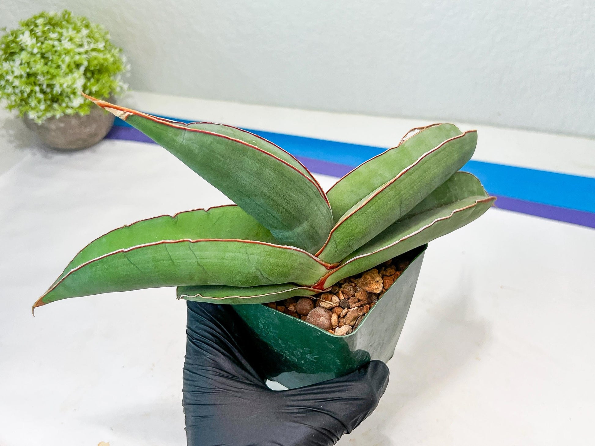 Sansevieria Banana (#4) | Bird Nest Plants | Rare Imported Plants