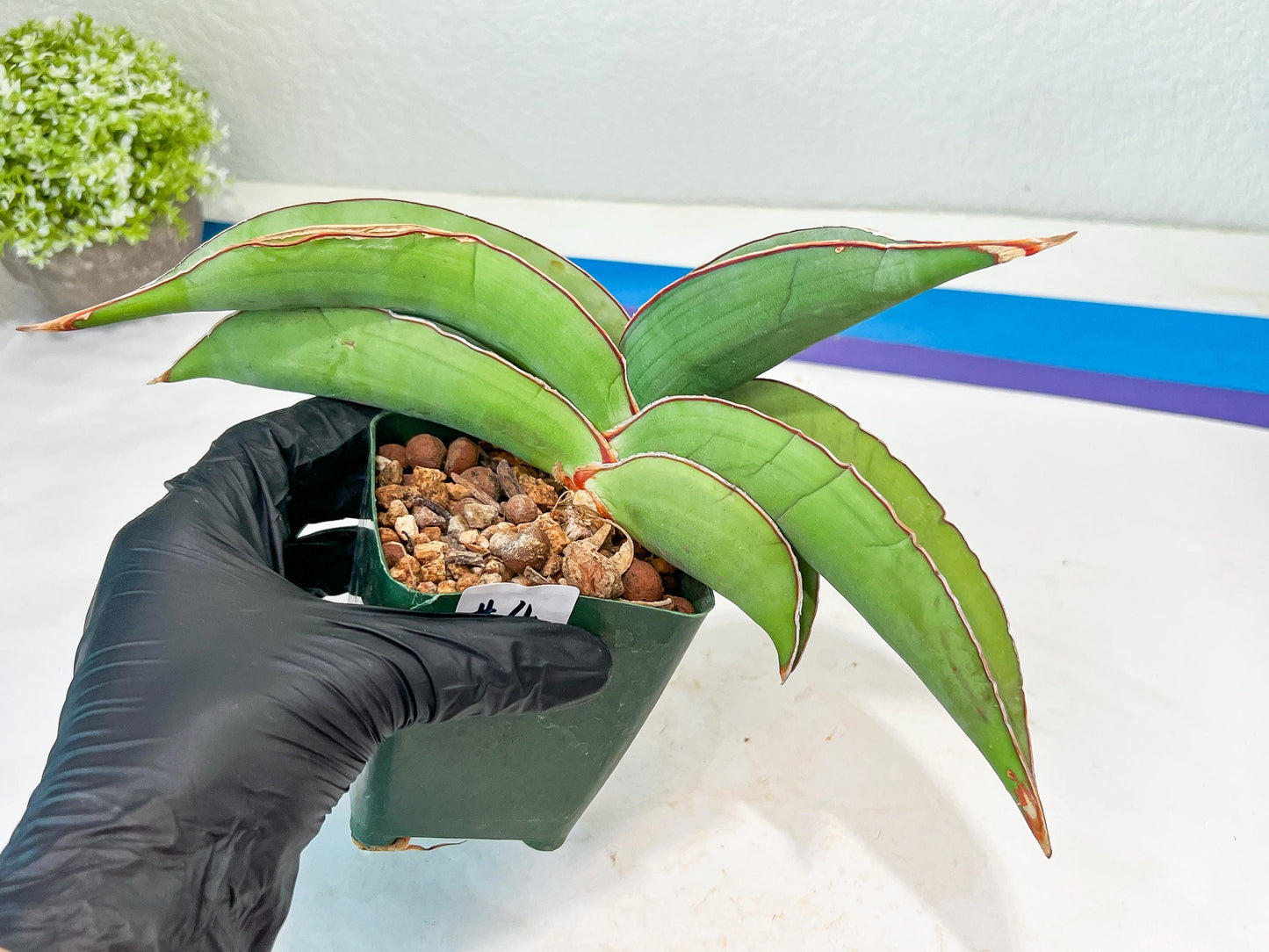 Sansevieria Banana (#4) | Bird Nest Plants | Rare Imported Plants