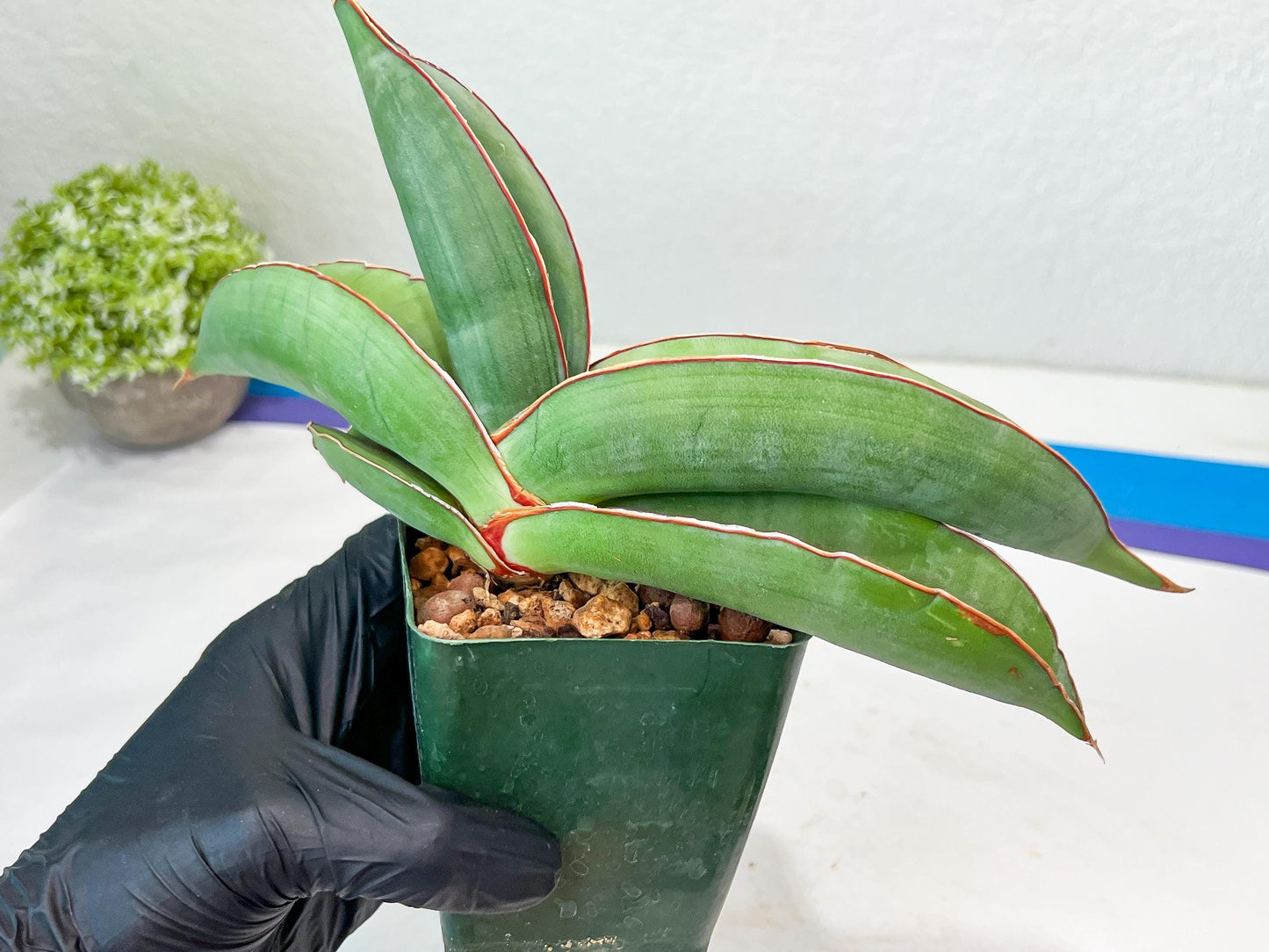 Sansevieria Banana (#4) | Bird Nest Plants | Rare Imported Plants