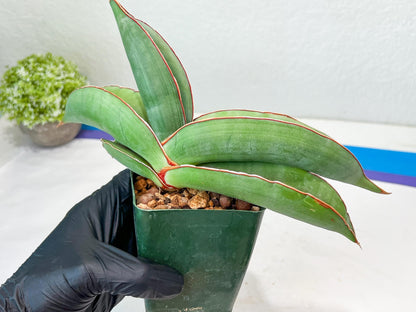 Sansevieria Banana (#4) | Bird Nest Plants | Rare Imported Plants