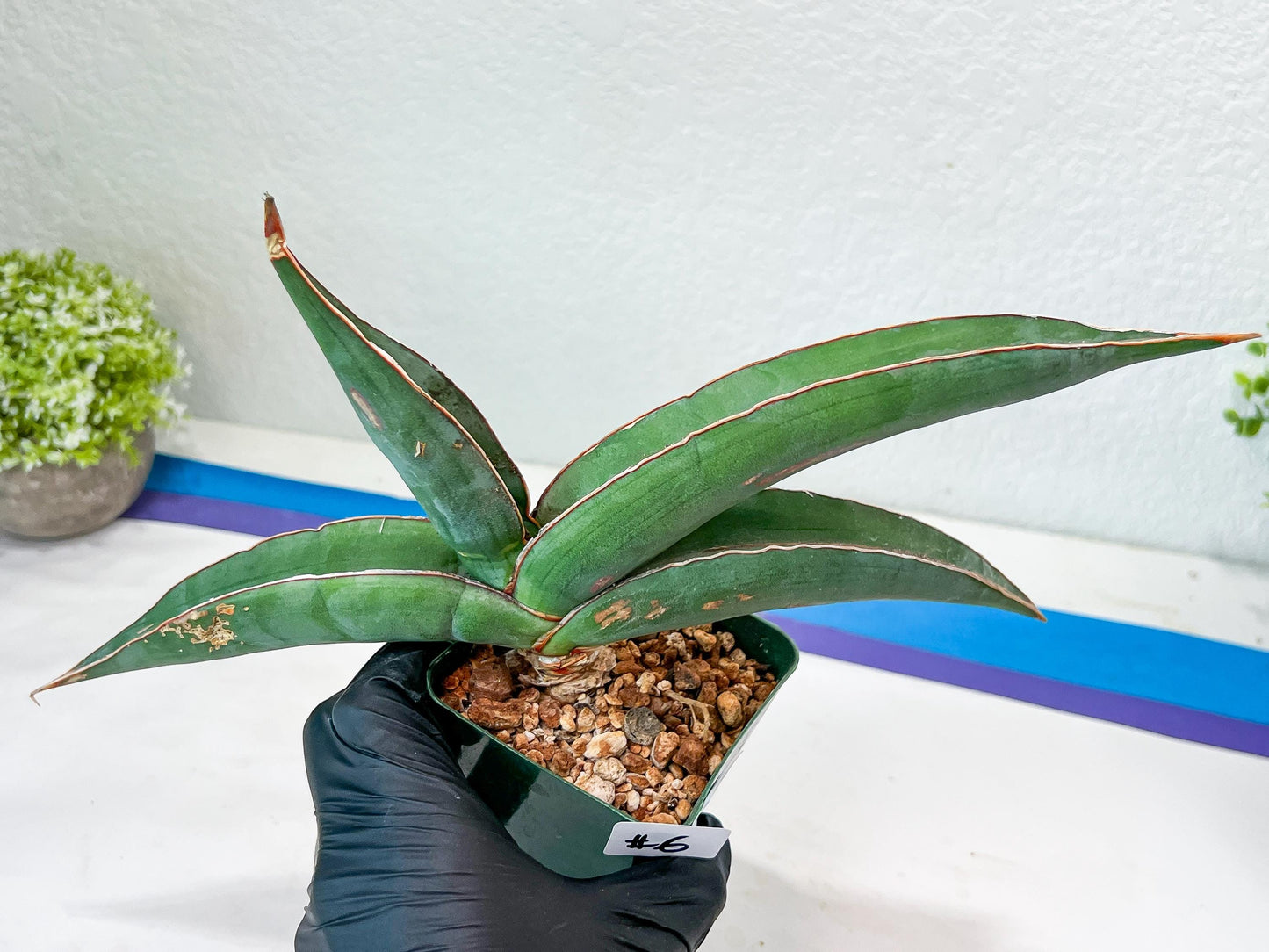 Sansevieria Banana (#6) | Minor Scar From Shipping