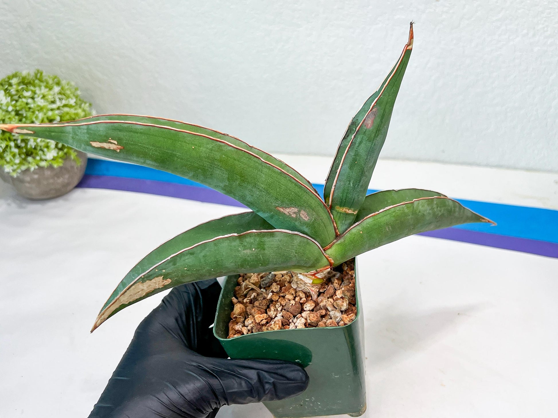 Sansevieria Banana (#6) | Minor Scar From Shipping