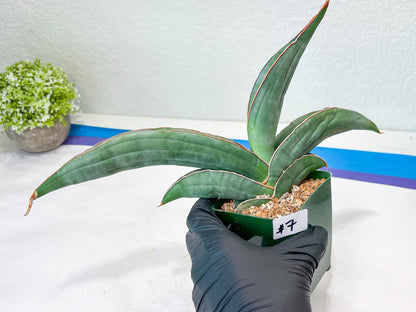 Sansevieria Banana (#7) | Little Scar From Shipping