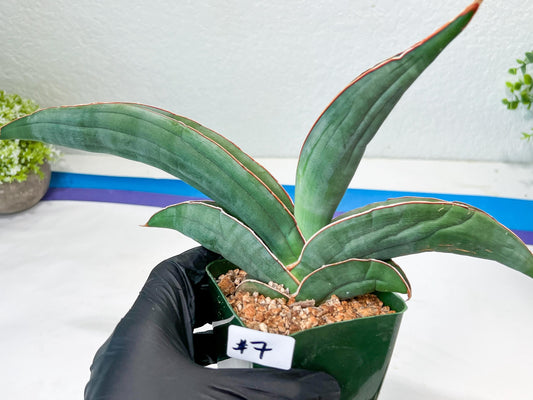 Sansevieria Banana (#7) | Little Scar From Shipping