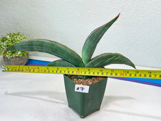 Sansevieria Banana (#7) | Little Scar From Shipping