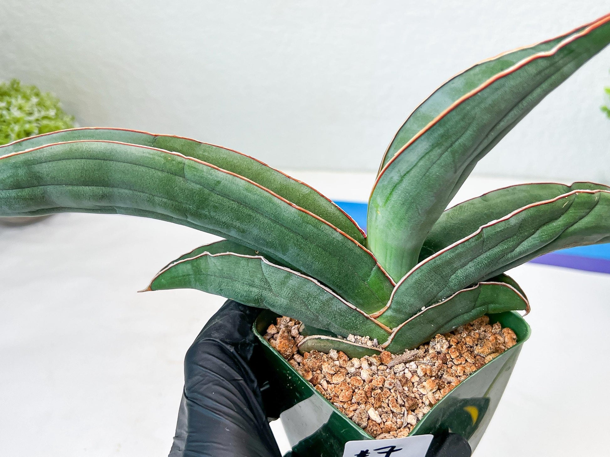 Sansevieria Banana (#7) | Little Scar From Shipping