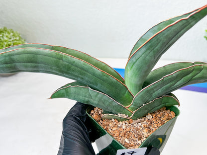 Sansevieria Banana (#7) | Little Scar From Shipping