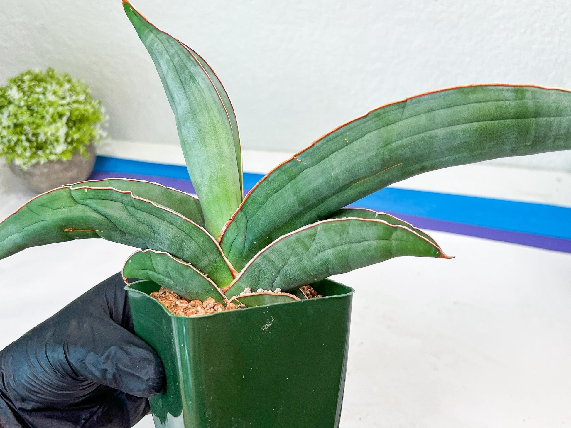 Sansevieria Banana (#7) | Little Scar From Shipping