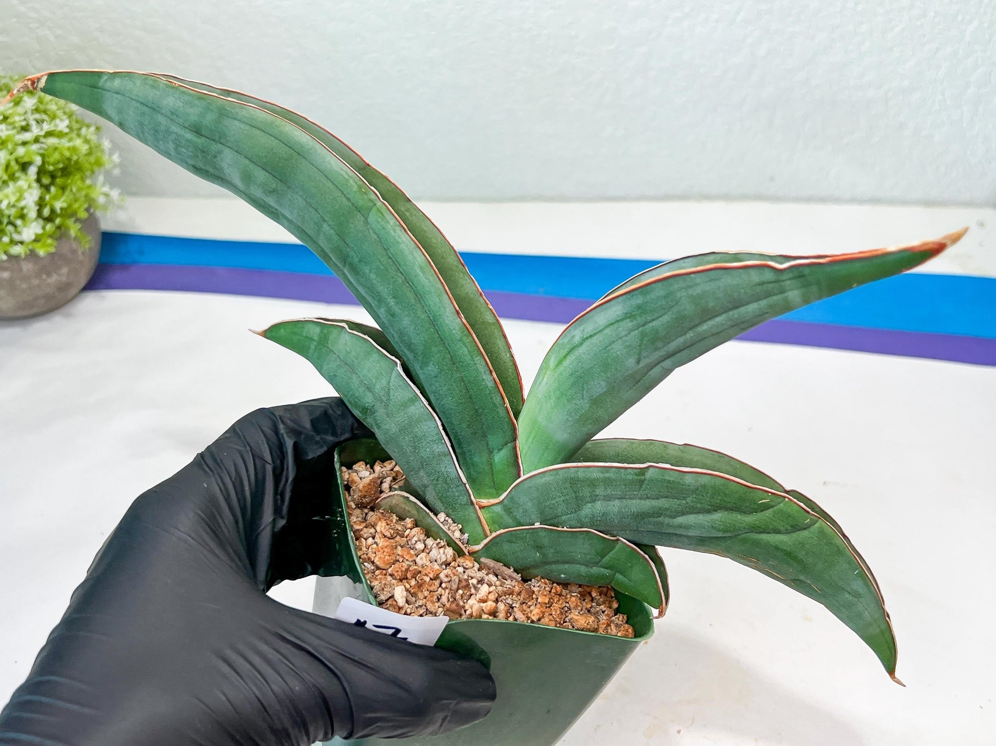 Sansevieria Banana (#7) | Little Scar From Shipping