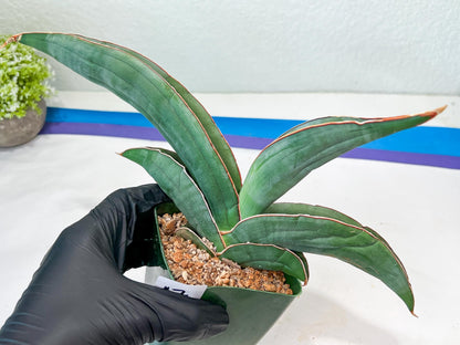 Sansevieria Banana (#7) | Little Scar From Shipping