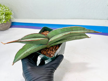 Sansevieria Banana (#8) | Little Scar Fom Shipping