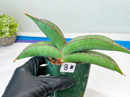 Sansevieria Banana (#8) | Little Scar Fom Shipping