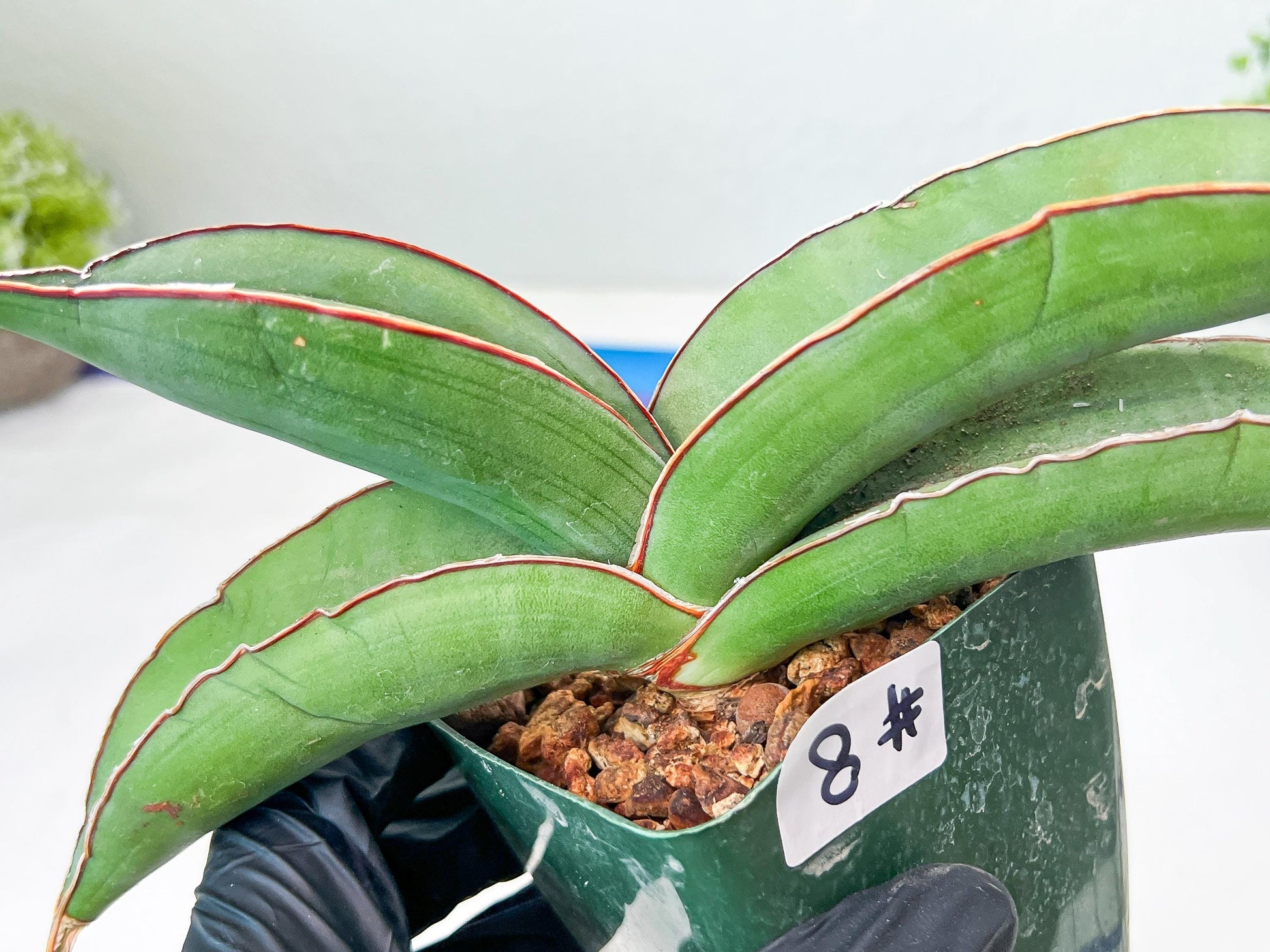 Sansevieria Banana (#8) | Little Scar Fom Shipping