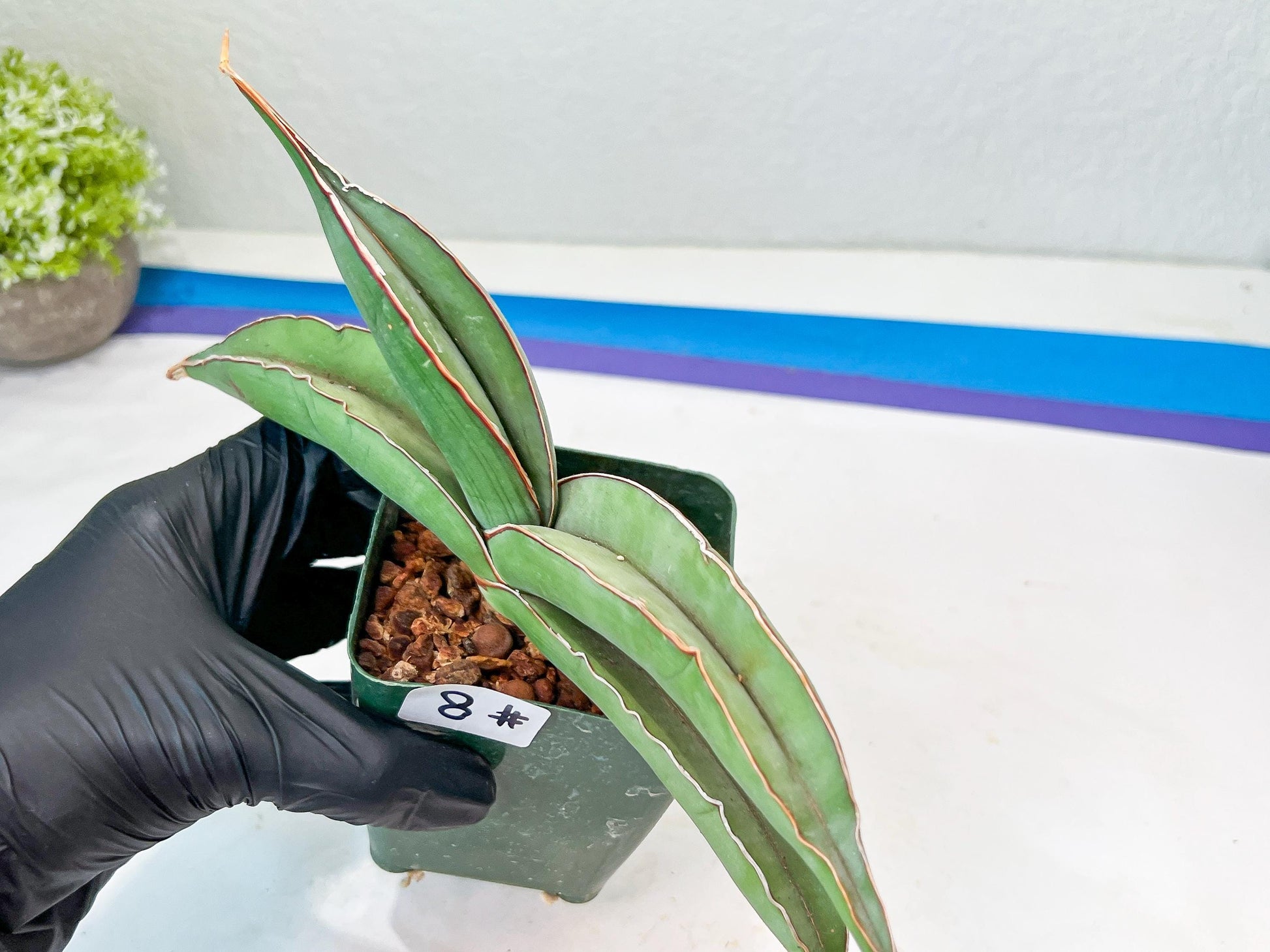 Sansevieria Banana (#8) | Little Scar Fom Shipping