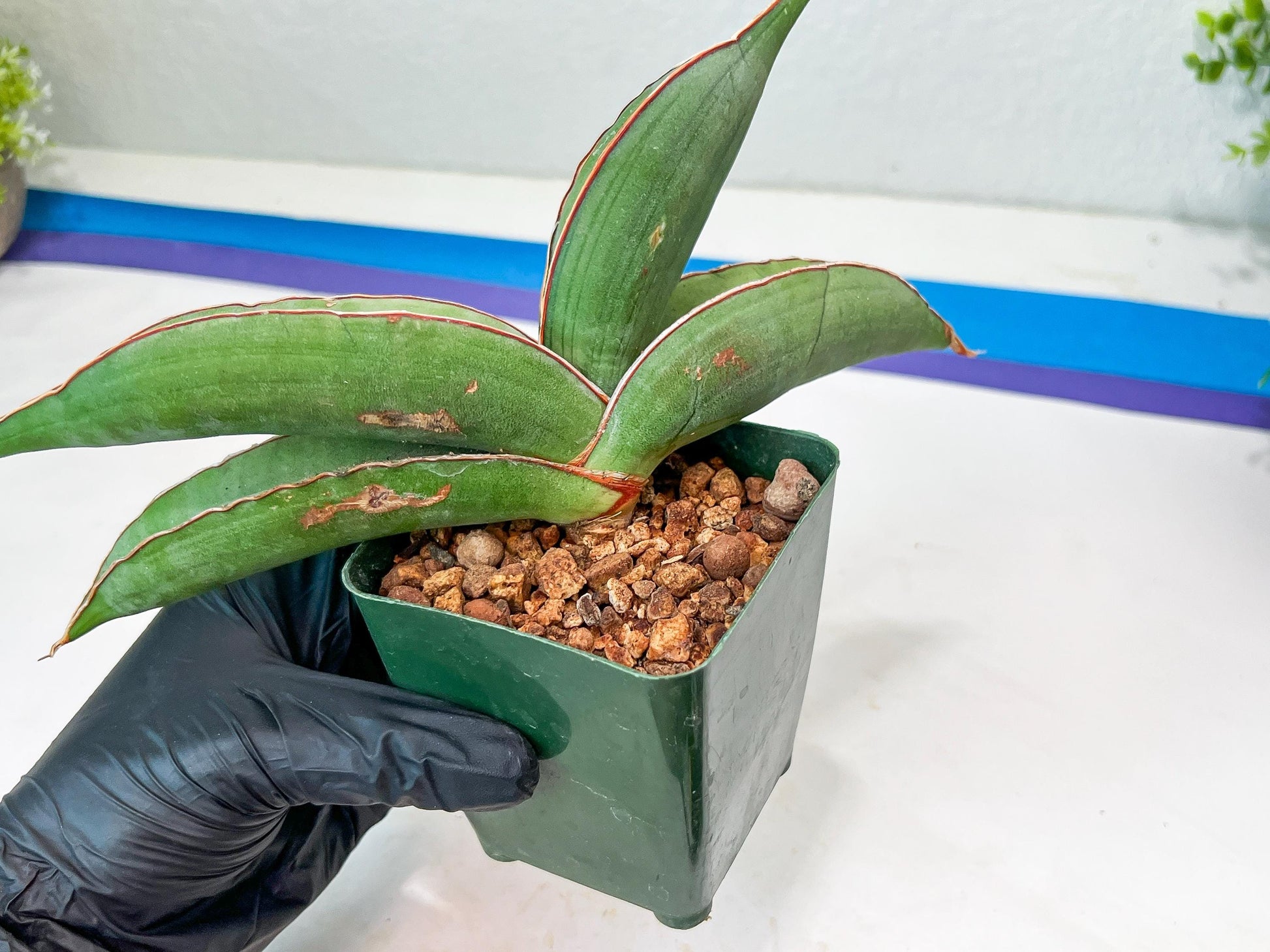 Sansevieria Banana (#8) | Little Scar Fom Shipping