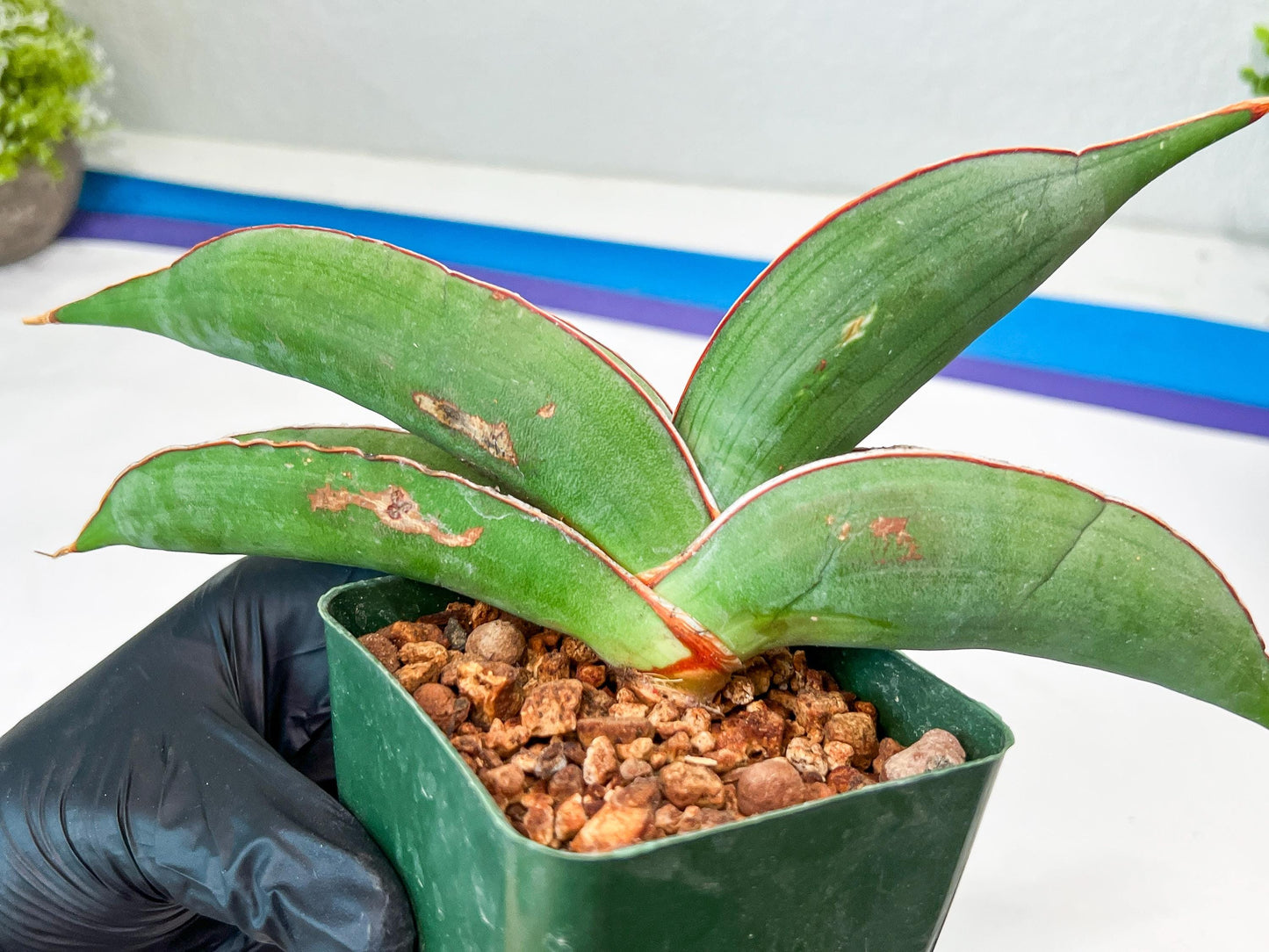 Sansevieria Banana (#8) | Little Scar Fom Shipping