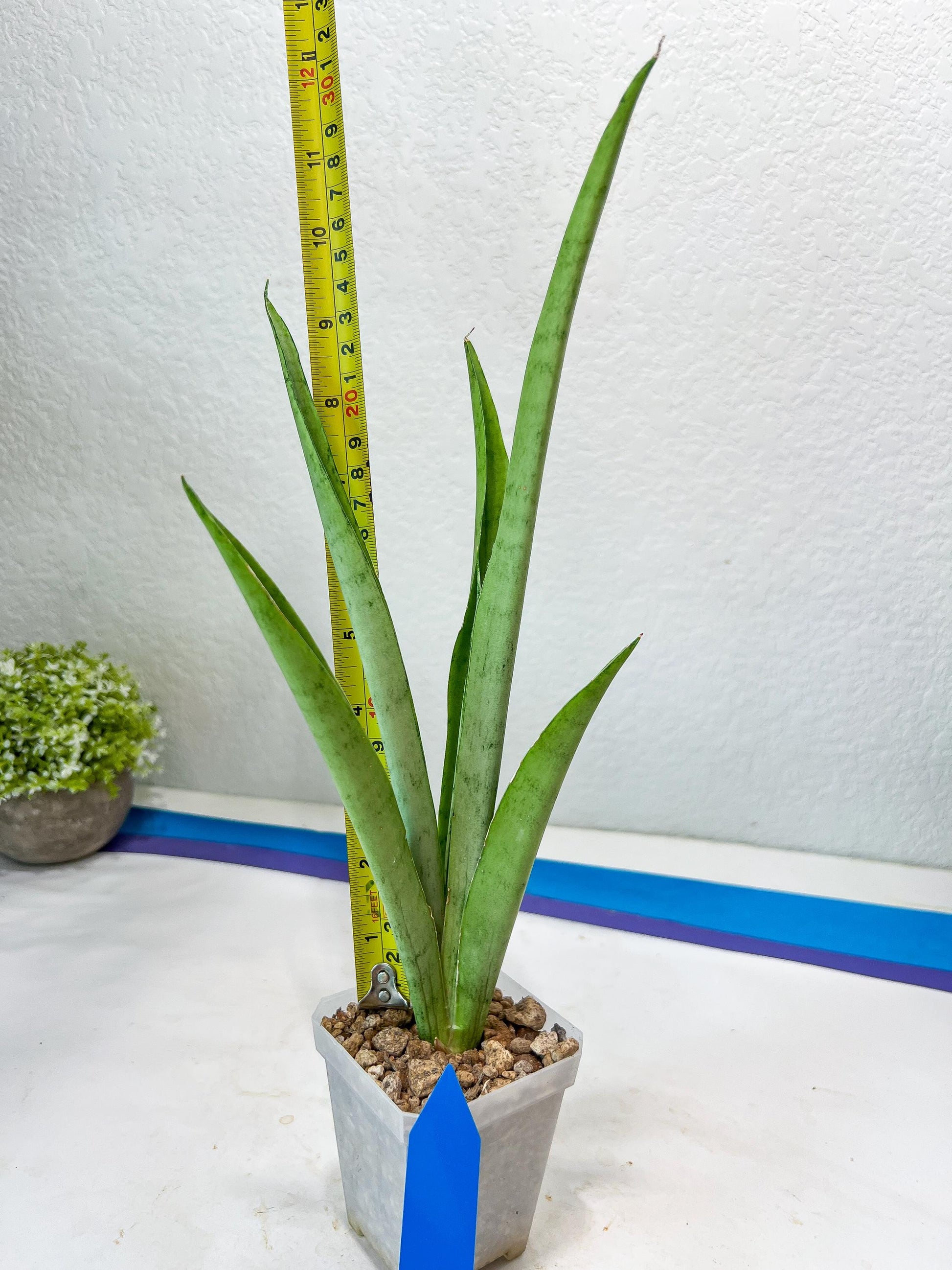 Sansevieria Kamakiri (#B2) | New Imported Hybrids