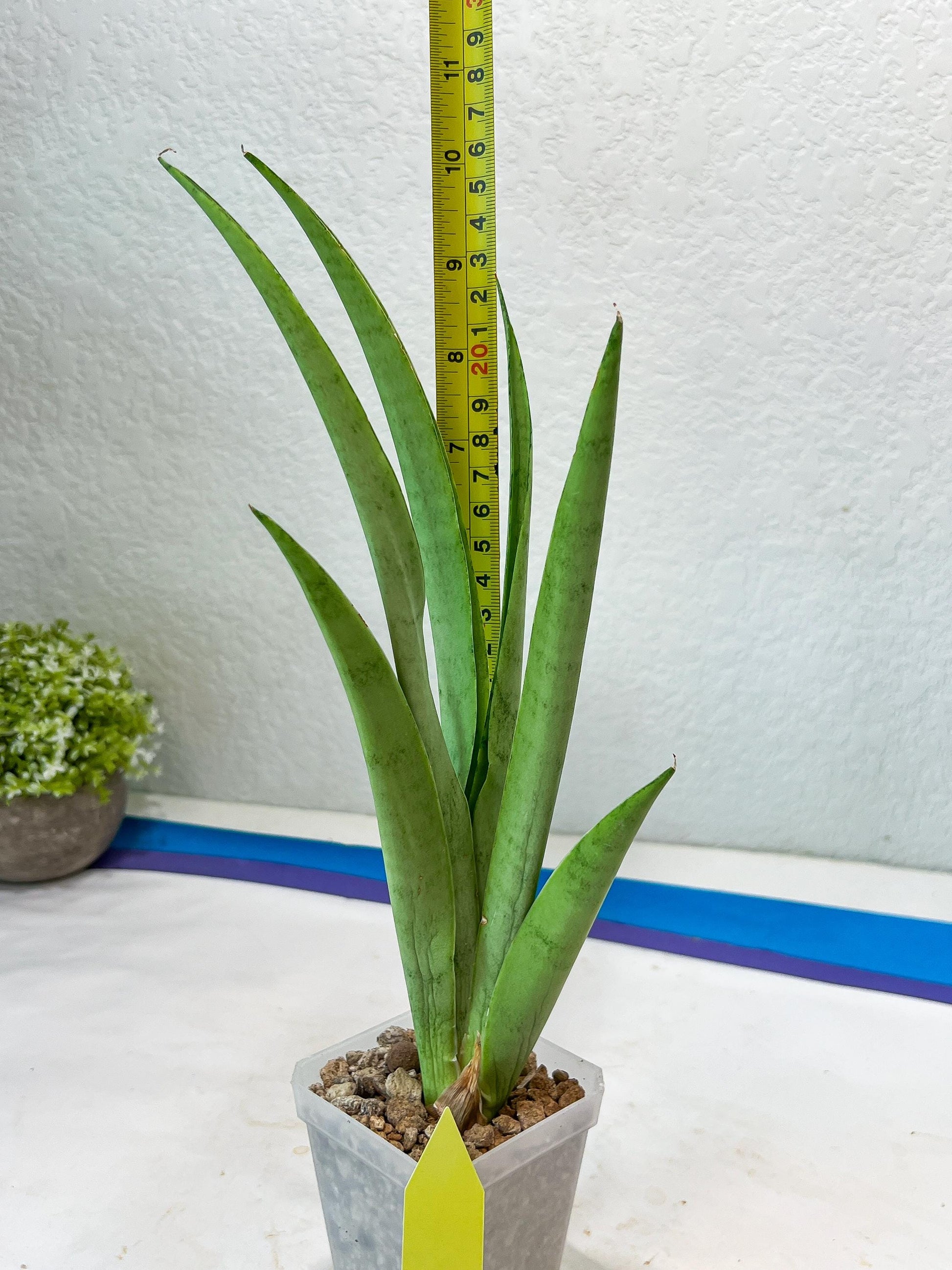 Sansevieria Kamakiri (#B2) | New Imported Hybrids