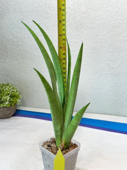 Sansevieria Kamakiri (#B2) | New Imported Hybrids