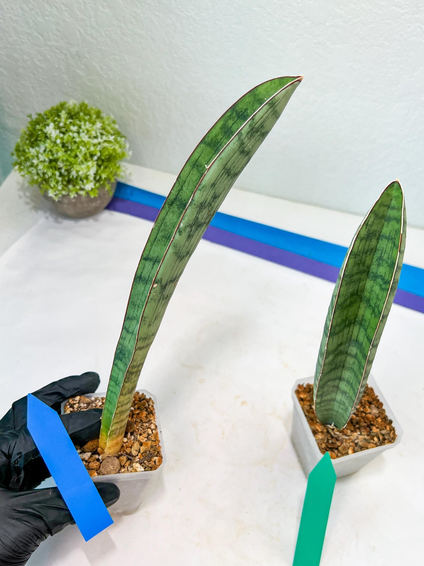 Sansevieria Hallii Silver Bat (#B1-B-G) | Imported Plant