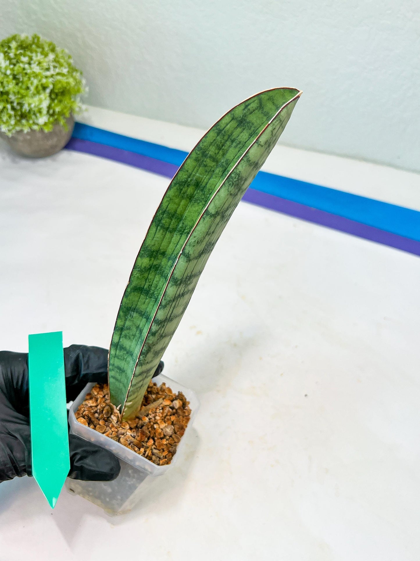 Sansevieria Hallii Silver Bat (#B1-B-G) | Imported Plant