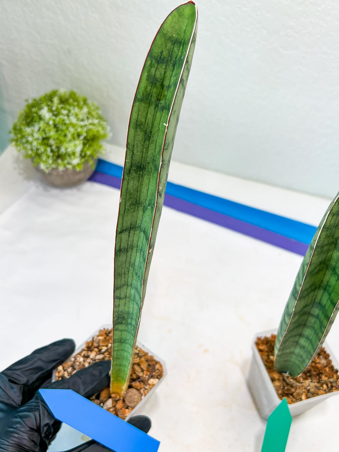 Sansevieria Hallii Silver Bat (#B1-B-G) | Imported Plant