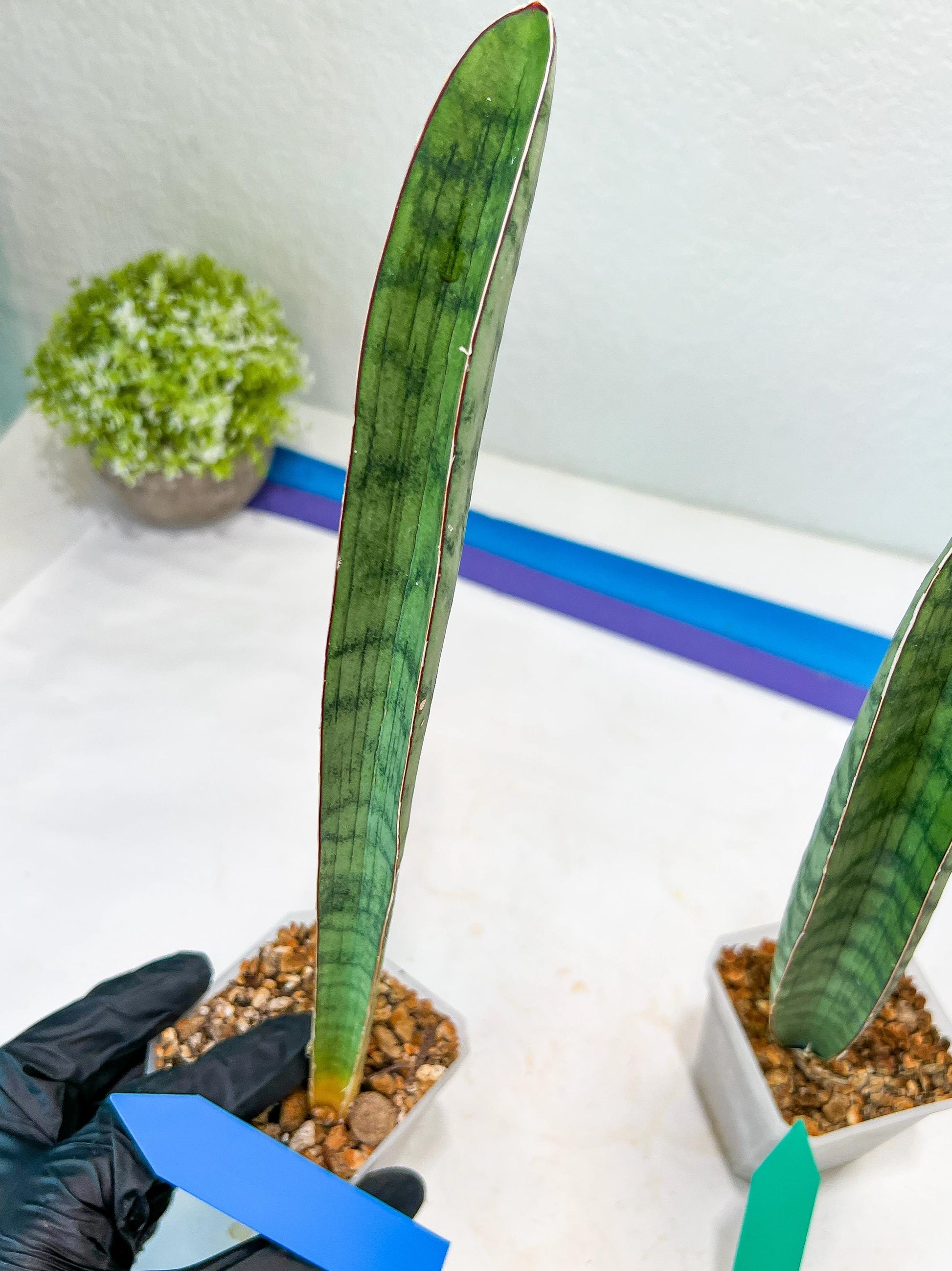 Sansevieria Hallii Silver Bat (#B1-B-G) | Imported Plant