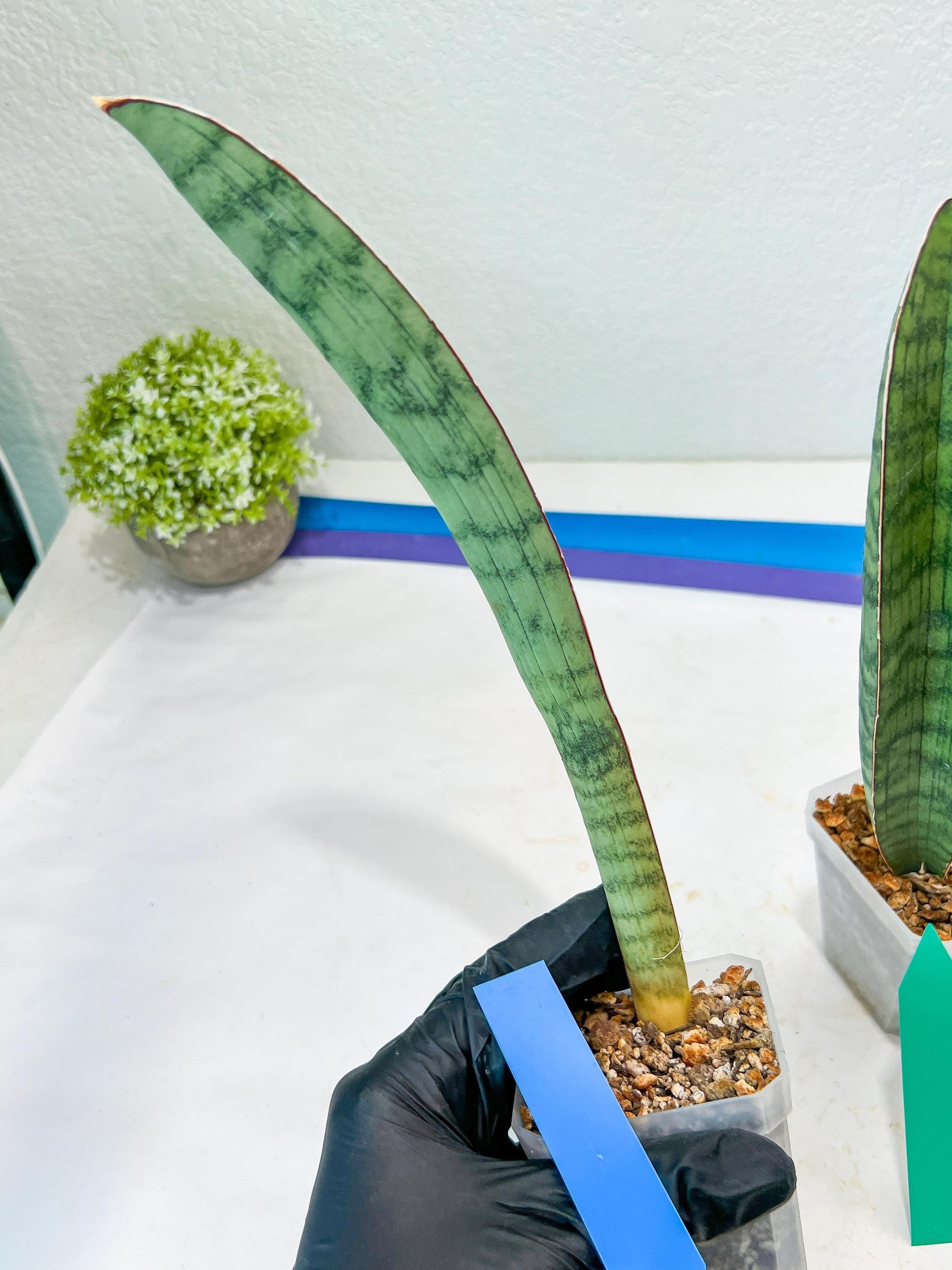 Sansevieria Hallii Silver Bat (#B1-B-G) | Imported Plant