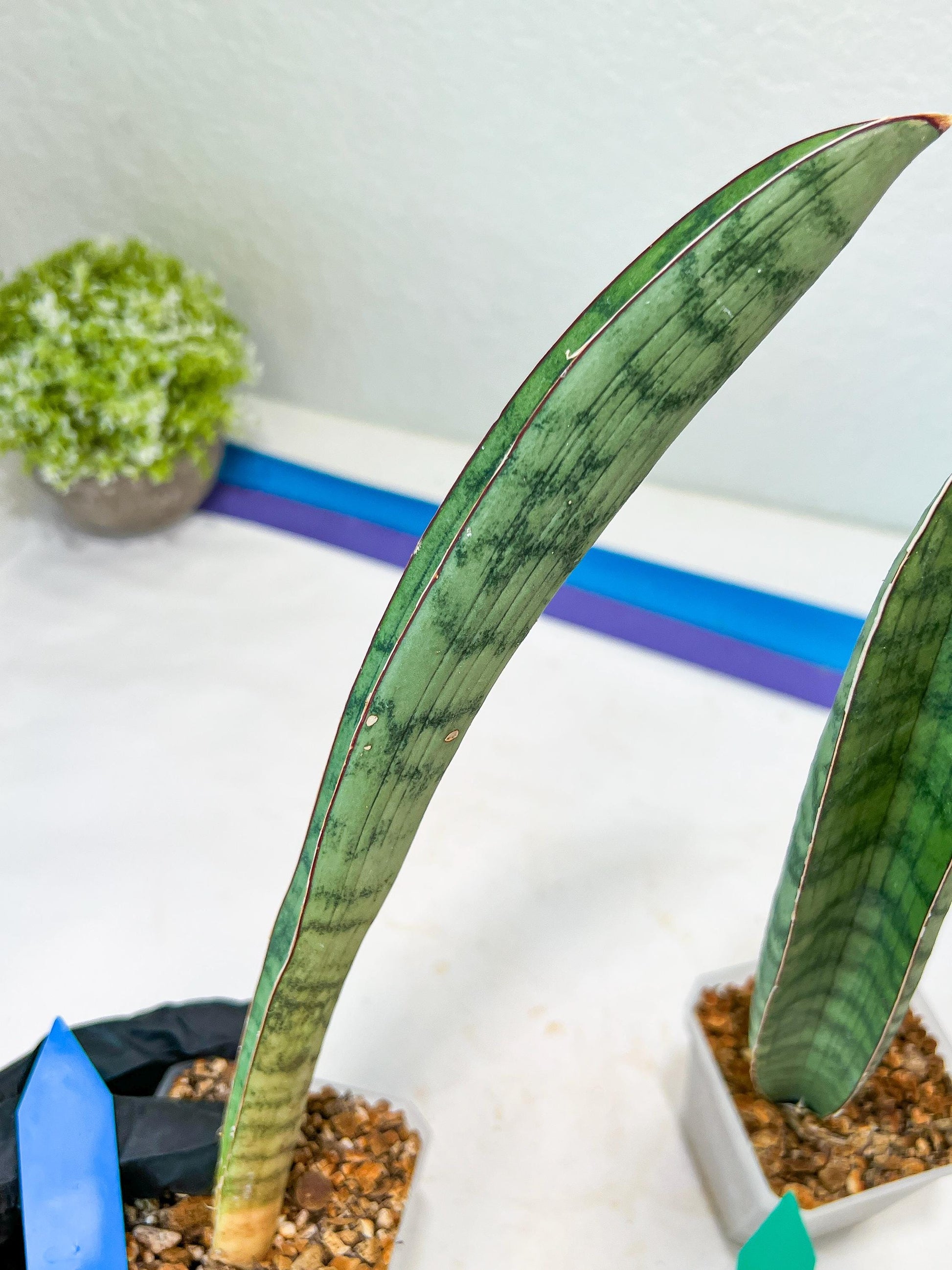Sansevieria Hallii Silver Bat (#B1-B-G) | Imported Plant