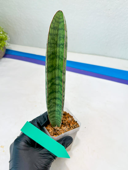 Sansevieria Hallii Silver Bat (#B1-B-G) | Imported Plant