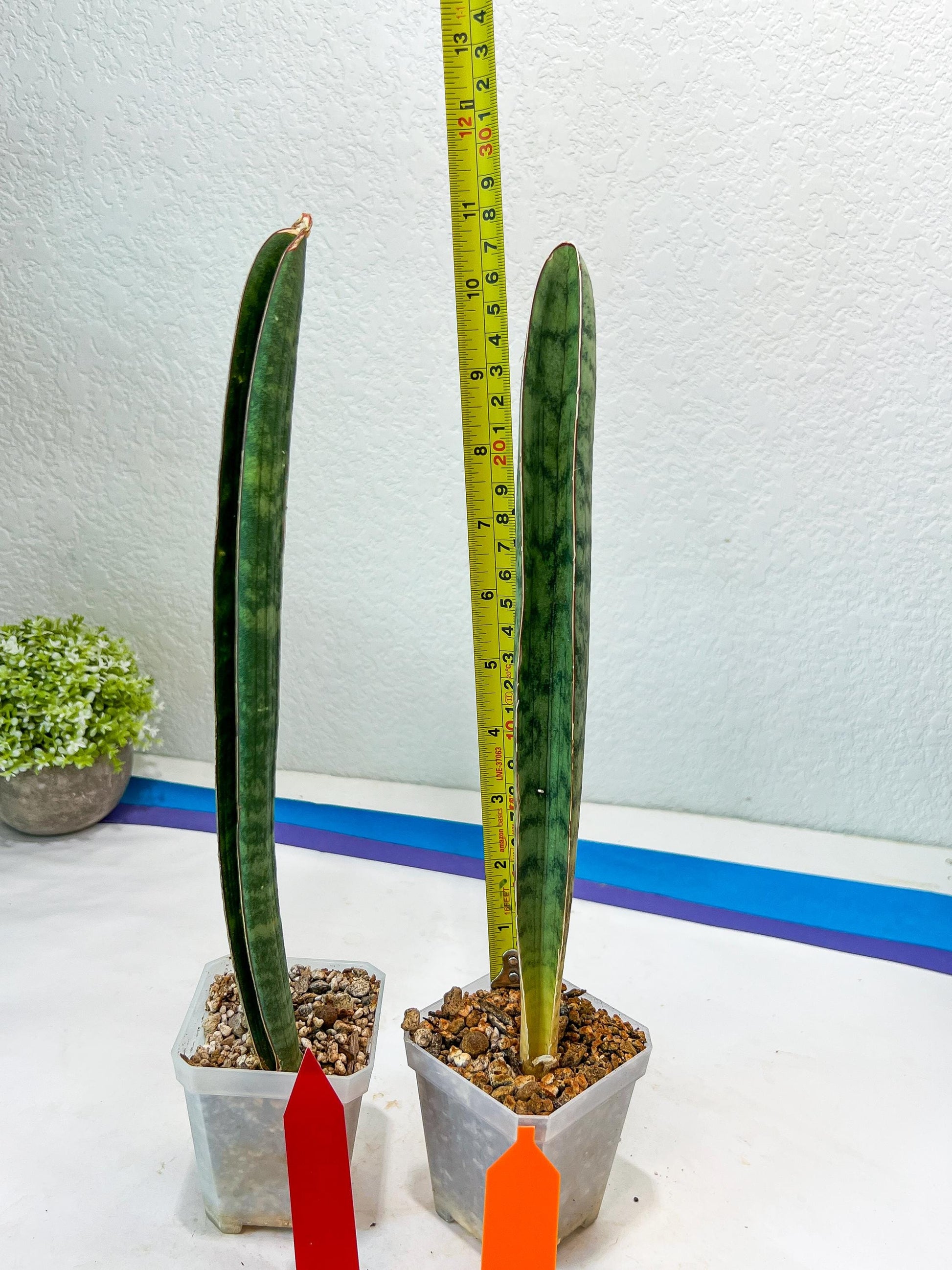 Sansevieria Hallii Silver Bat (#B1-R-O) | Imported Plant