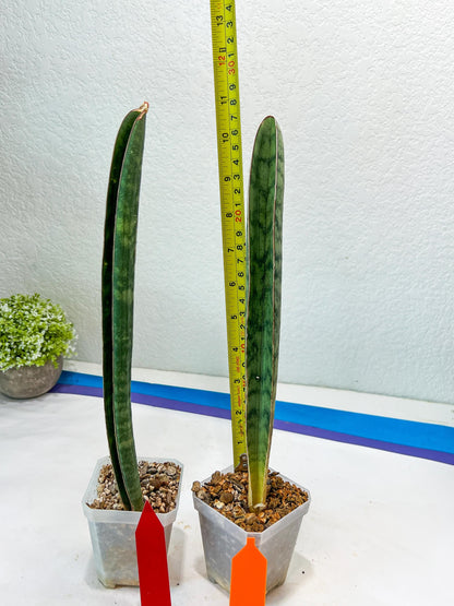 Sansevieria Hallii Silver Bat (#B1-R-O) | Imported Plant