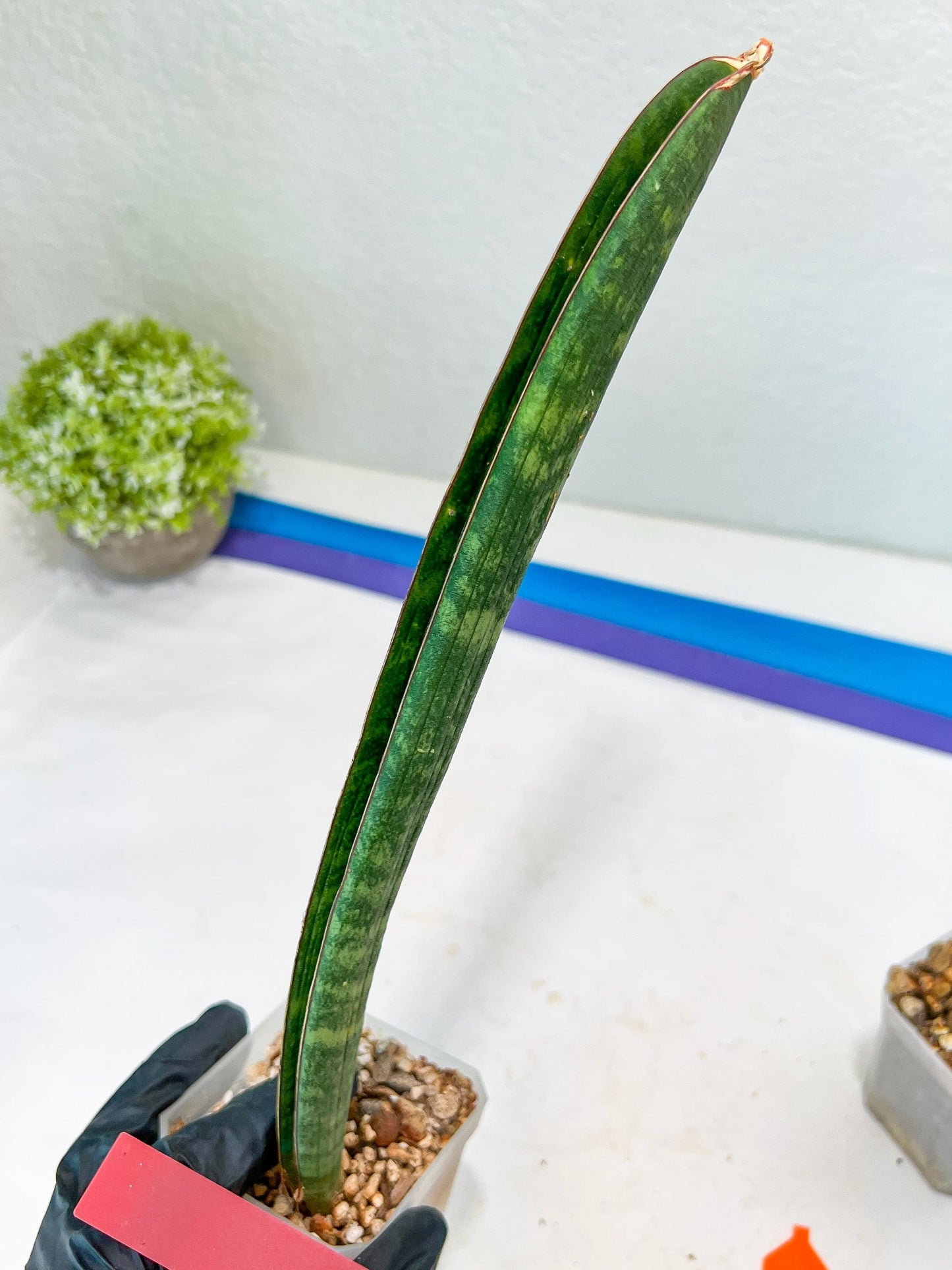 Sansevieria Hallii Silver Bat (#B1-R-O) | Imported Plant