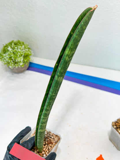 Sansevieria Hallii Silver Bat (#B1-R-O) | Imported Plant