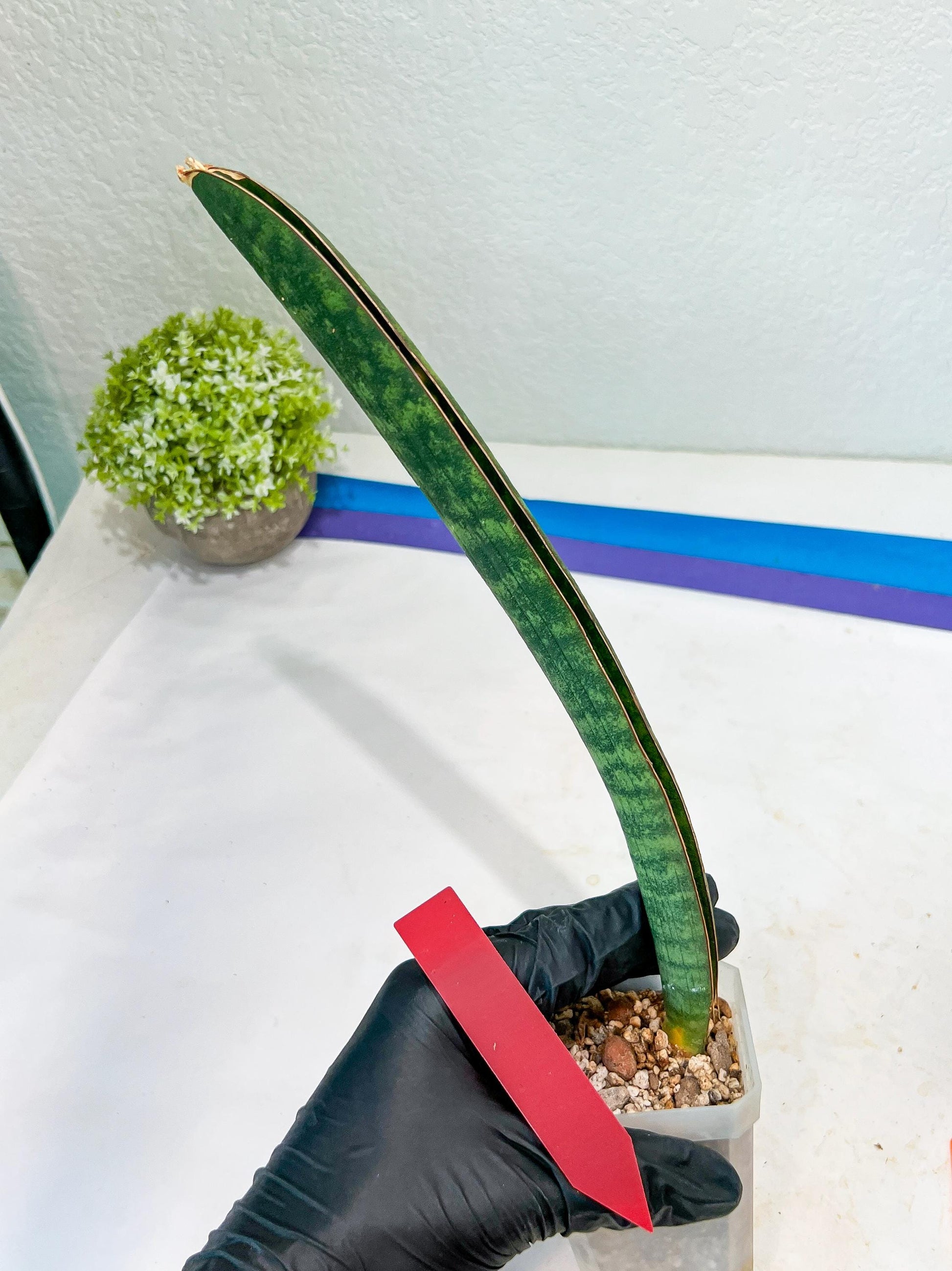 Sansevieria Hallii Silver Bat (#B1-R-O) | Imported Plant