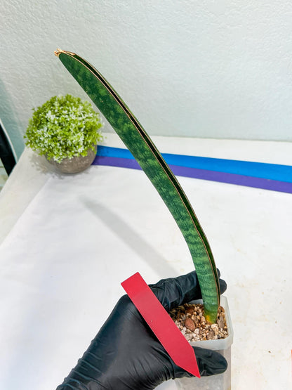 Sansevieria Hallii Silver Bat (#B1-R-O) | Imported Plant
