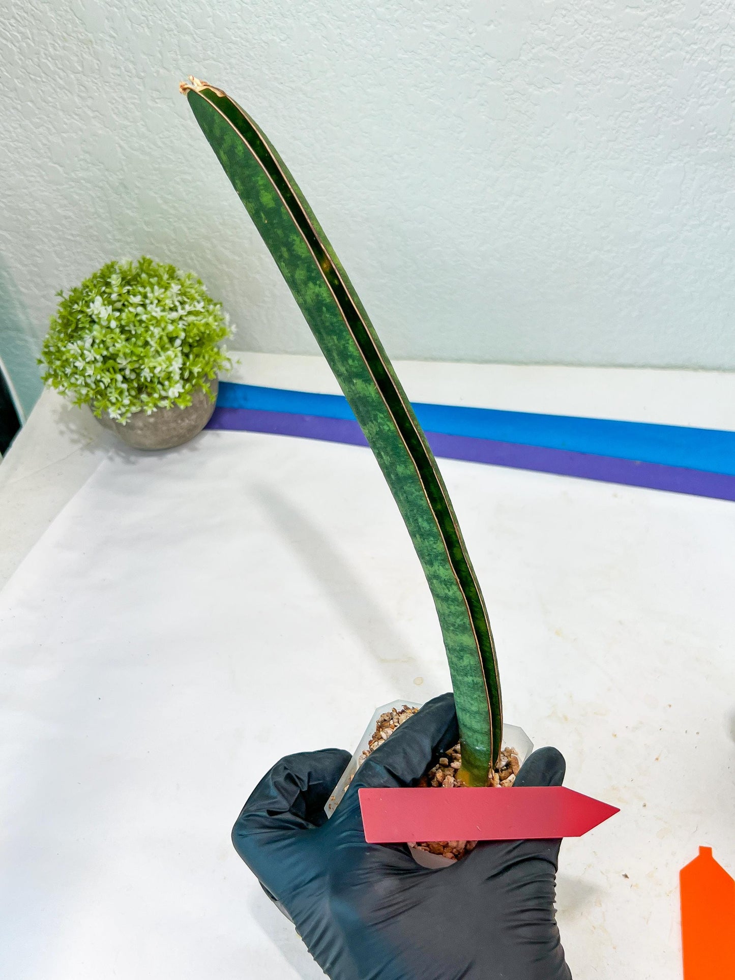 Sansevieria Hallii Silver Bat (#B1-R-O) | Imported Plant