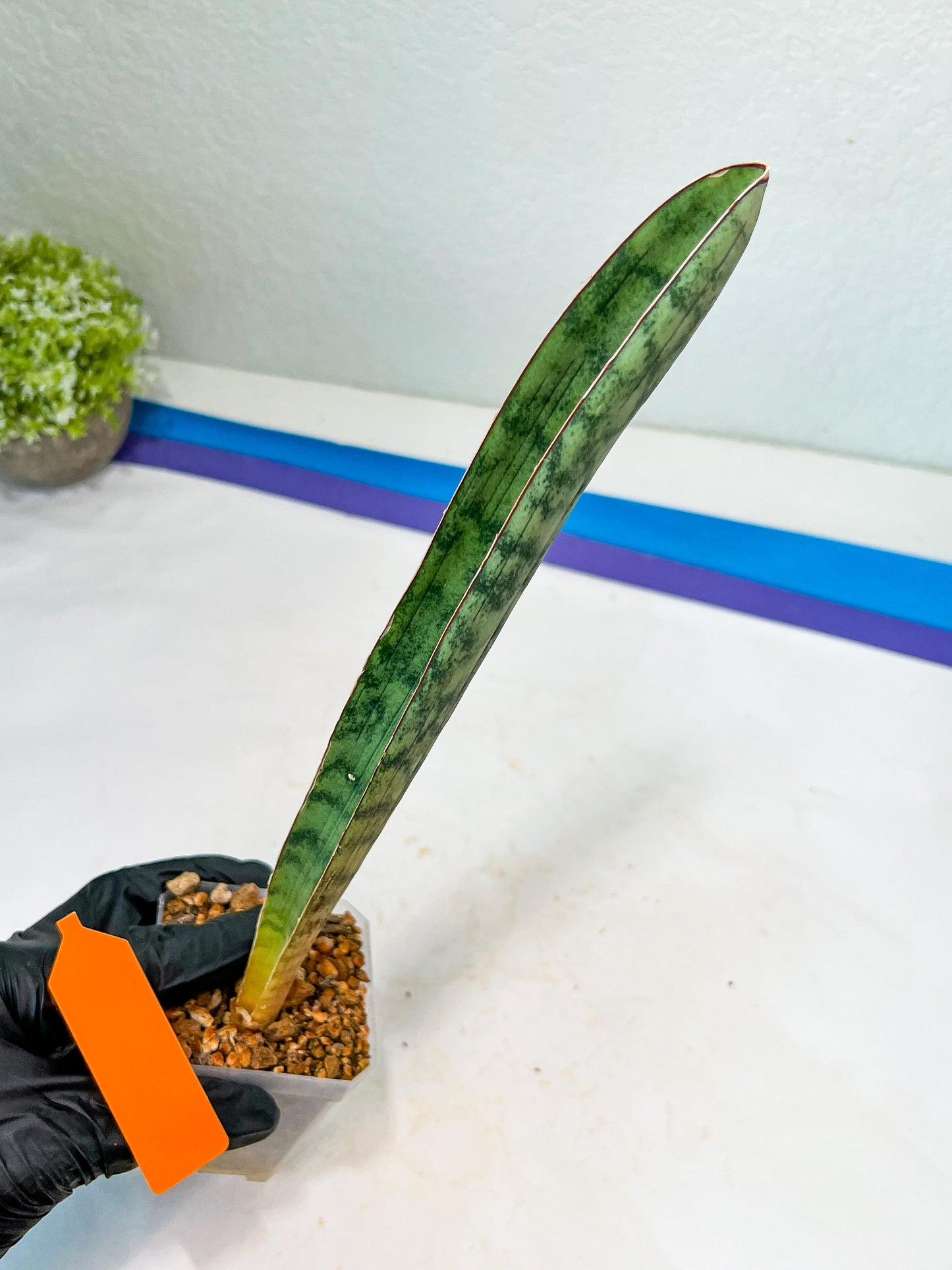 Sansevieria Hallii Silver Bat (#B1-R-O) | Imported Plant
