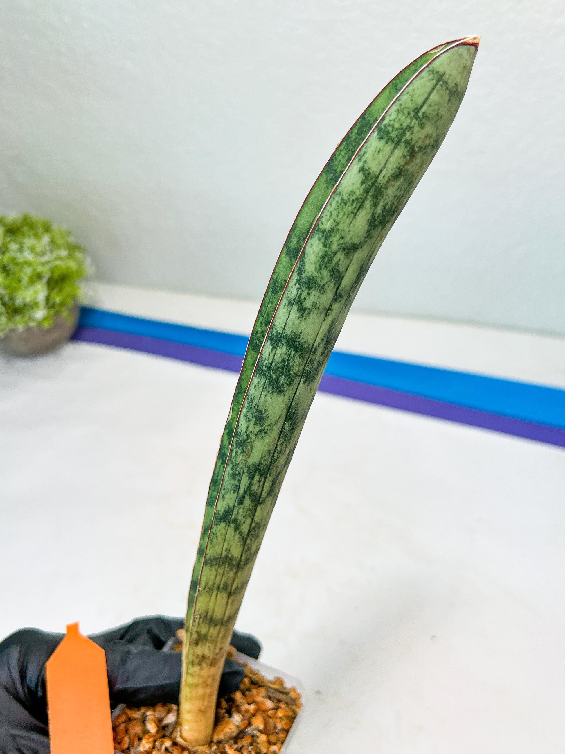 Sansevieria Hallii Silver Bat (#B1-R-O) | Imported Plant
