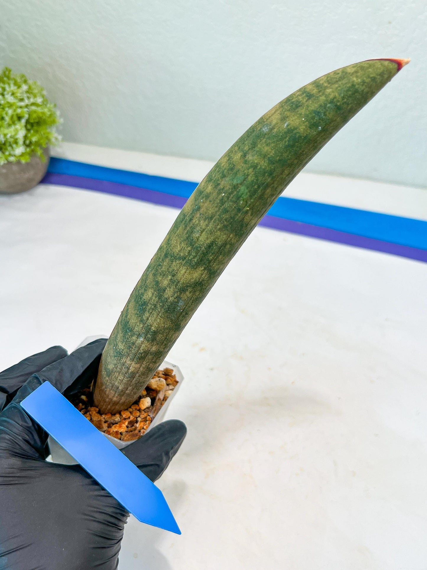 Sansevieria Hallii Silver Bat (#B1-P-Y) | Imported Plant